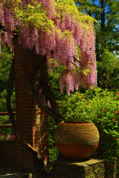 Wisteria Arbor